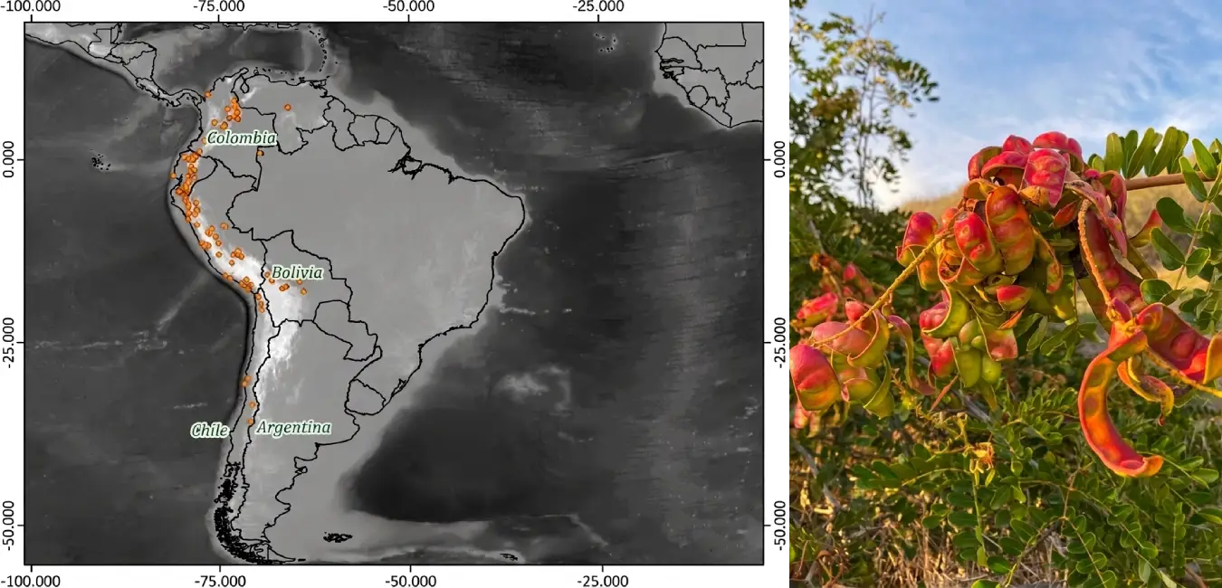 Map of the Americas showing the distribution of the tara tree.
