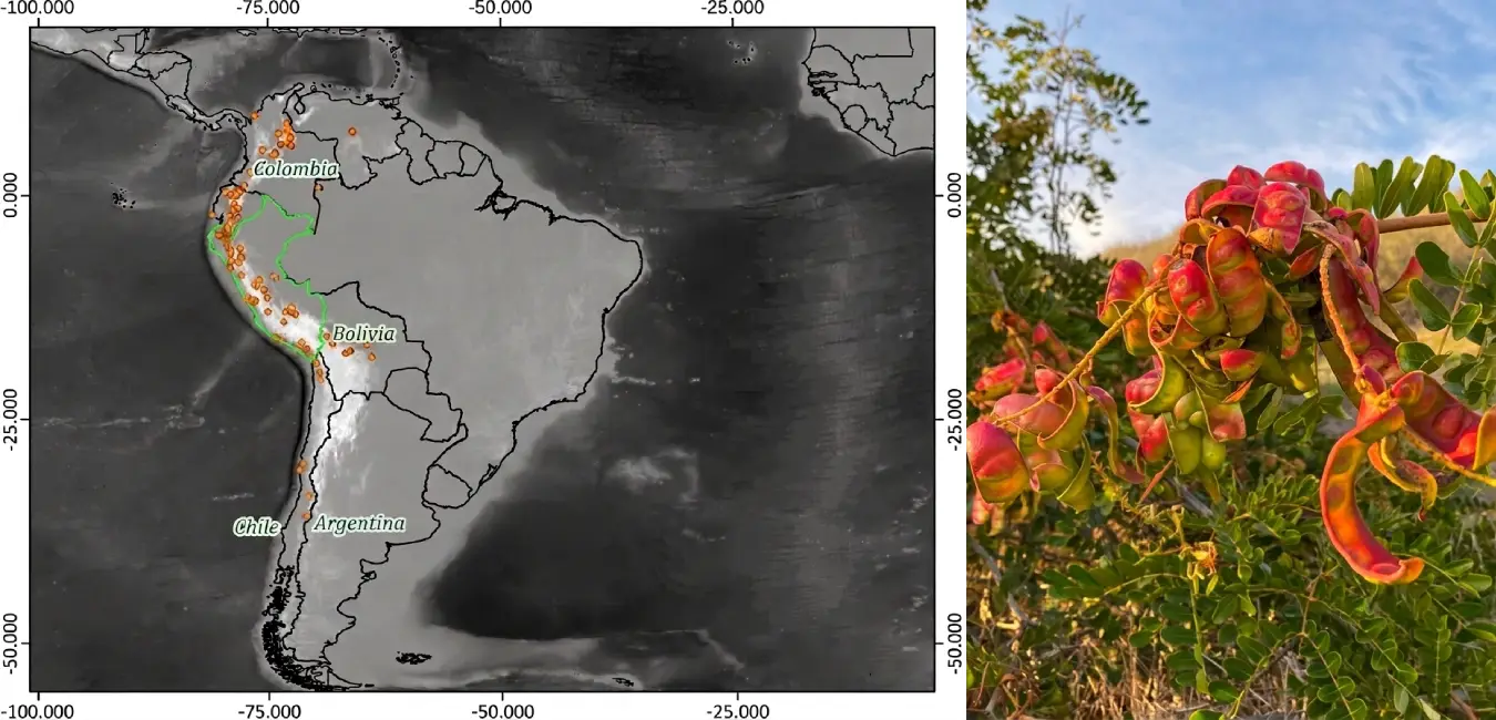 Origen de la Tara en Perú