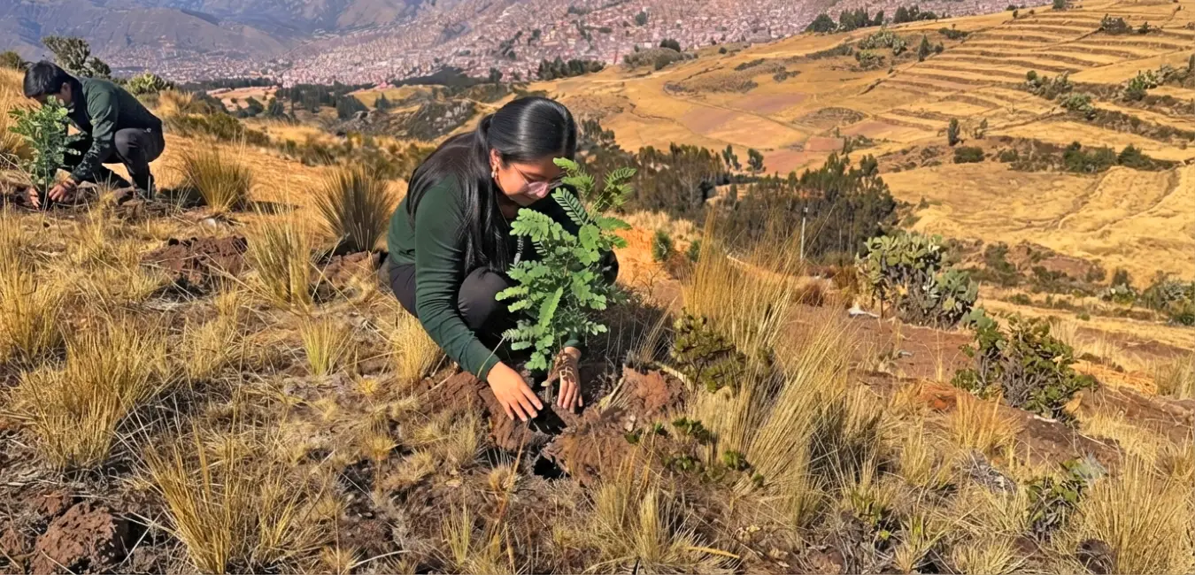 Forestación con plantas de Tara