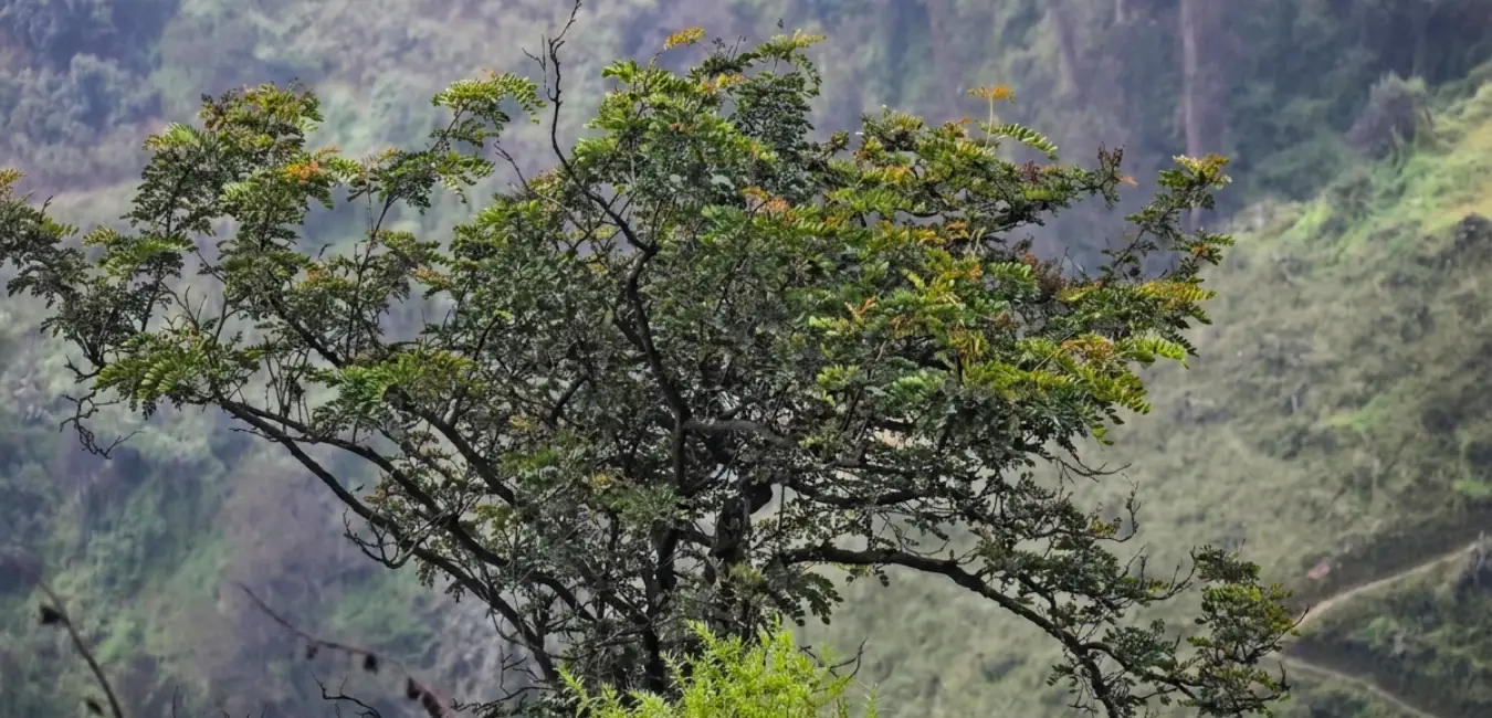 Tara tree in the Andes