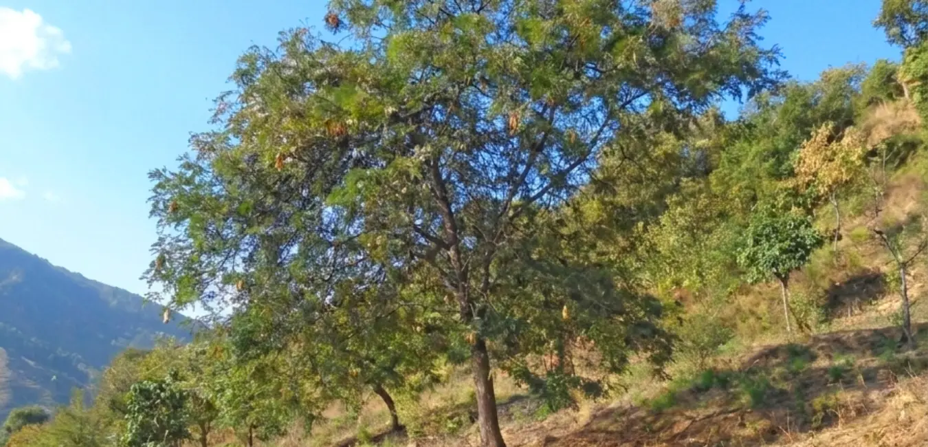 Plantaciones de árbol de Tara