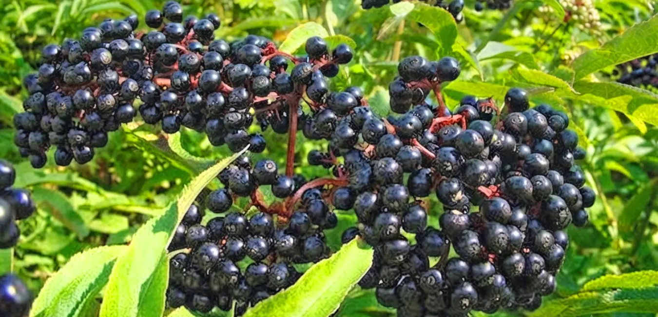 Elder tree