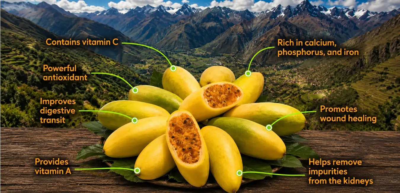 Benefits of Tumbo, an exotic fruit from Peru