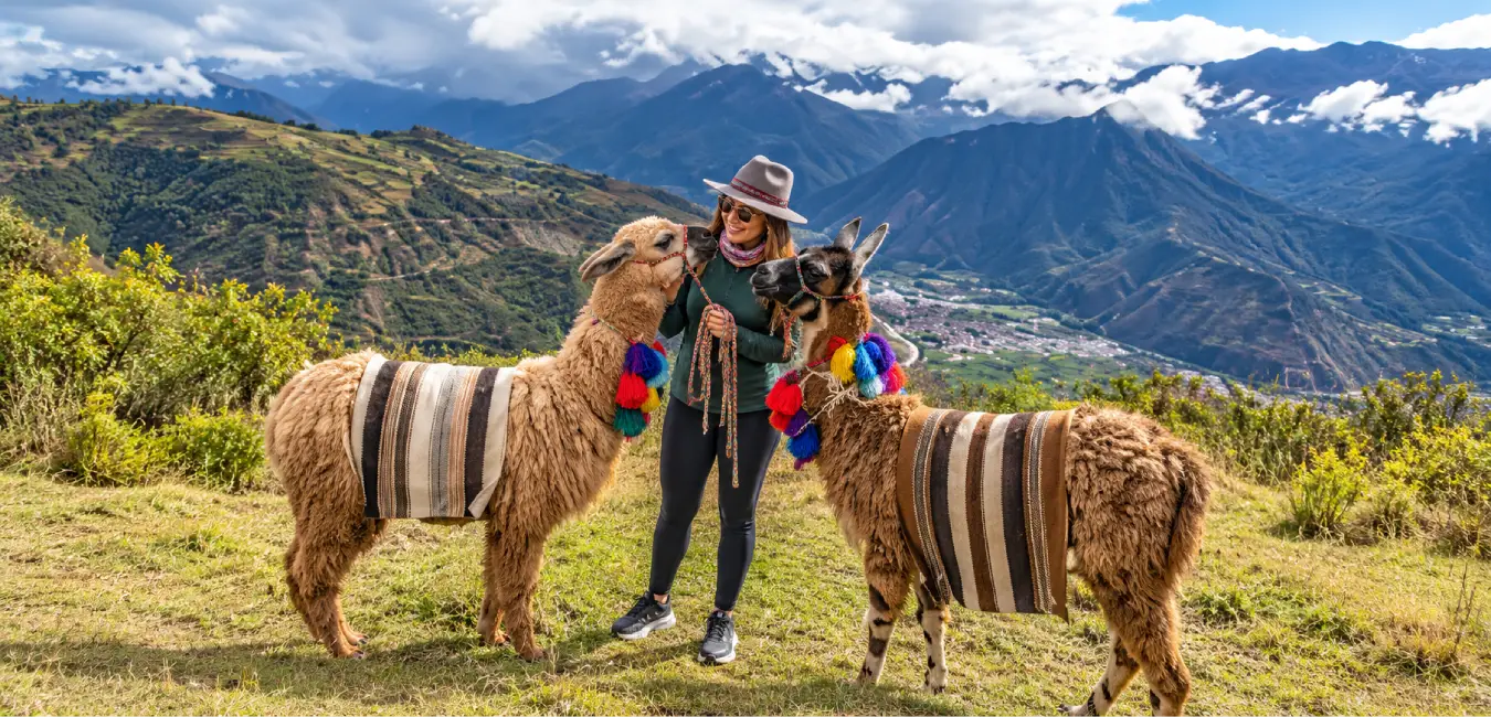 interacting with the llamas