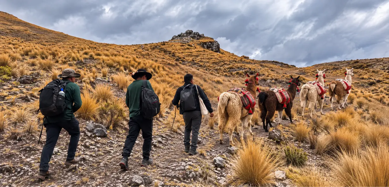 tourists accompanied by llamas