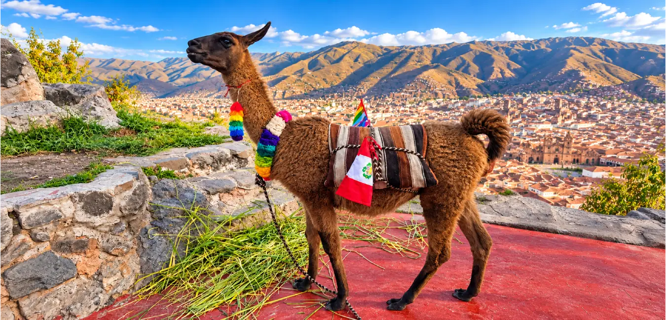 Llama cargando alimentos