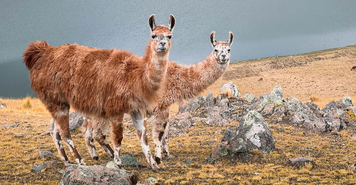 Llama at the start of the Llama Trail, Cusco