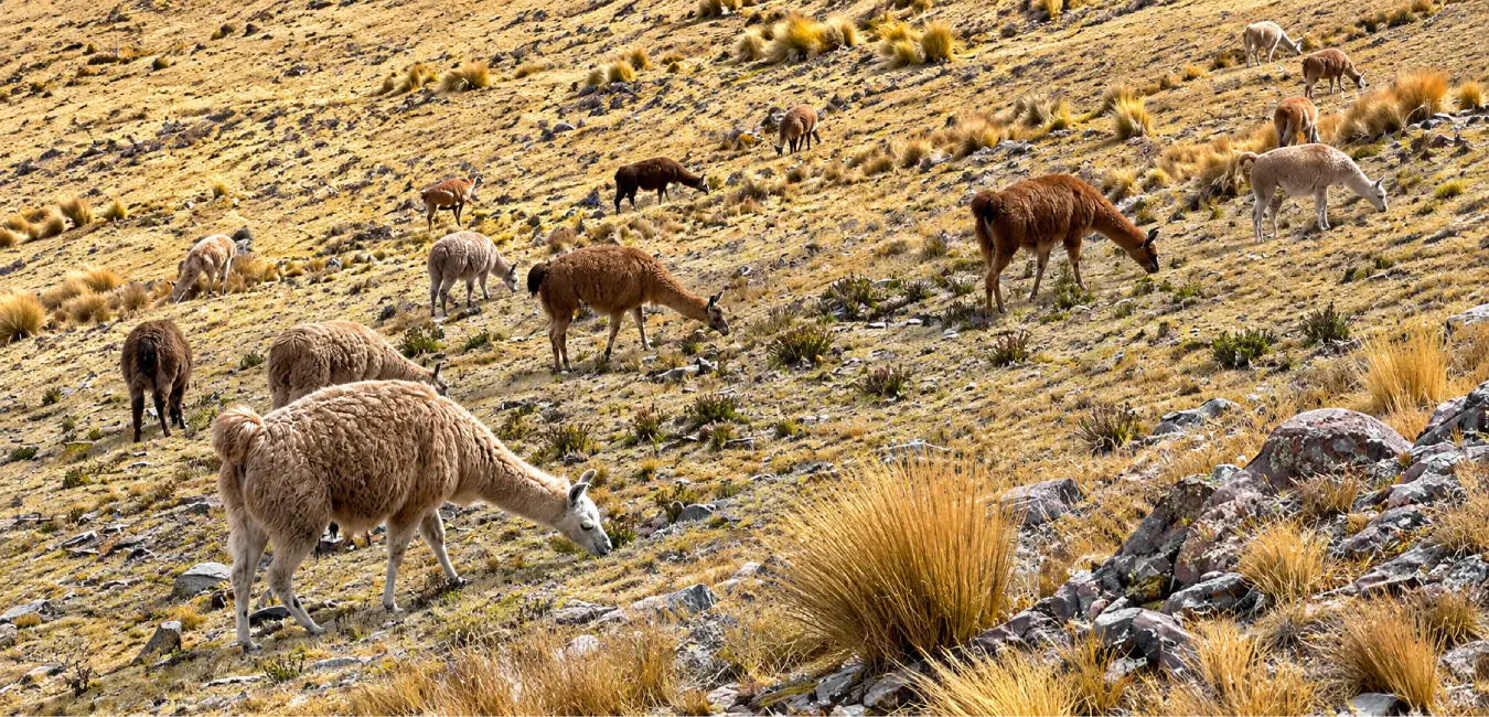 Llamas en la ruta hacia Huchuy Qosqo