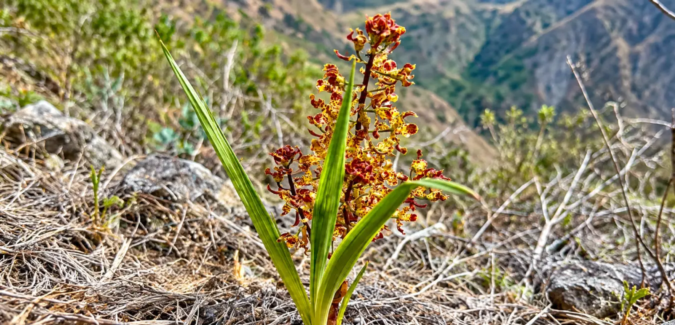 Orquídea Abejitas en Camino Inca
