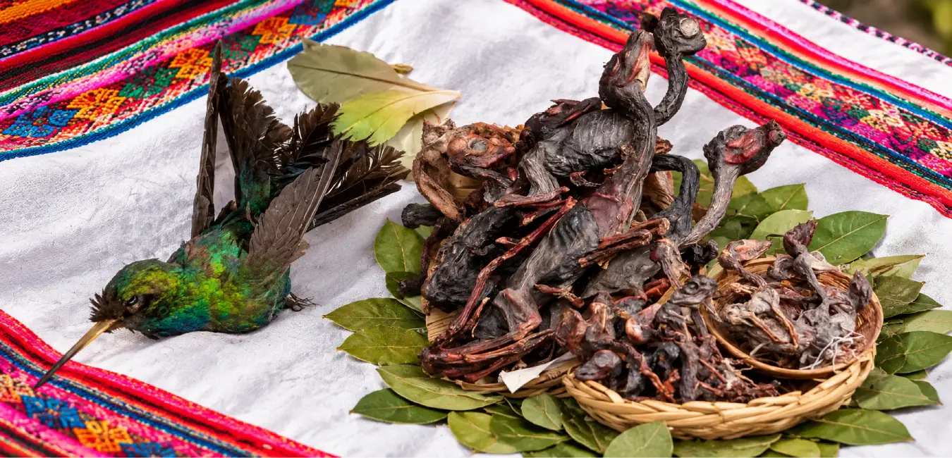 animal fetuses and preserved specimens at the Pachamama ceremony