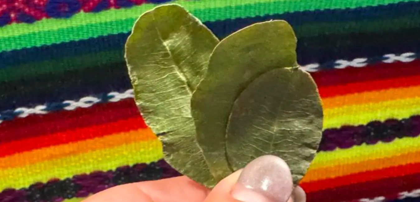 three coca leaves forming the kintu as an offering in the Pachamama ceremony