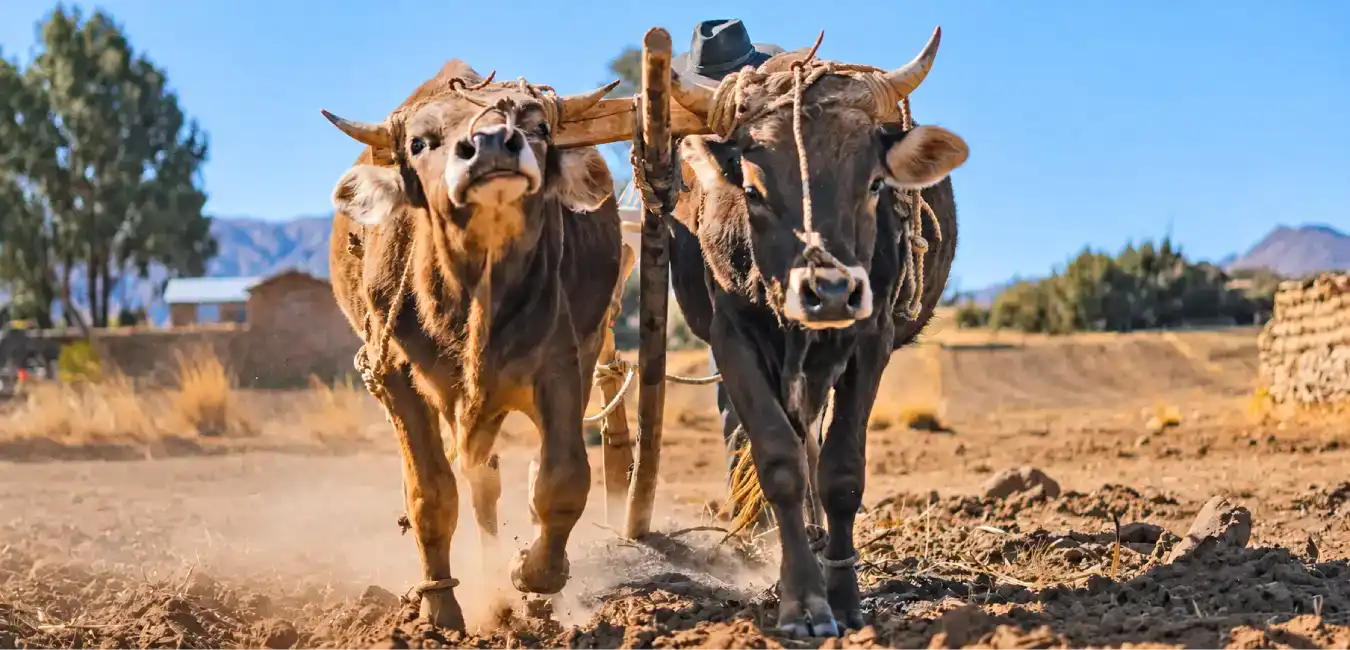Real bulls representing the toritos de Pucará