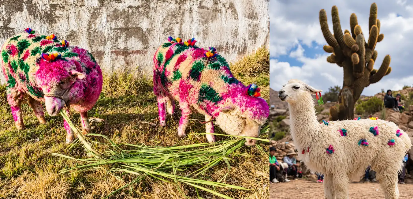 Ceremonia de Señalacuy en la actualidad