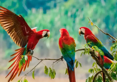 Colorful parrots in the Amazon rainforest of Tambopata National Reserve 