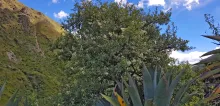 Arbol de Chachacomo