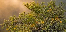 Chachacomo tree