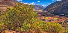 Planta de Molle en el Valle Sagrado del Cusco