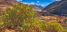 Planta de Molle en el Valle Sagrado del Cusco