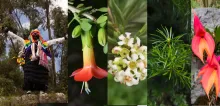 Native and important plants of Cusco