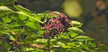 Ripe fruit of the black elderberry