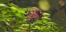 Ripe fruit of the black elderberry