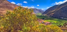 Molle, a native plant of Cusco