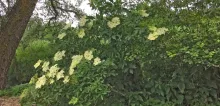 Planta nativa de Saúco