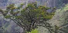 Árbol de Tara