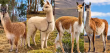 llama, alpaca, vicuña, and guanaco